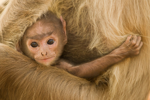 langur